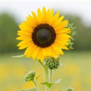 ulfatul khasanah profile icon