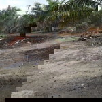 Pinkypink profile icon