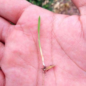 Jet Pureline profile icon