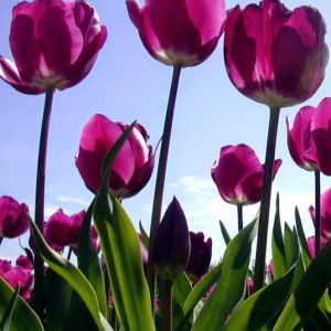 assima amran profile icon