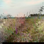 Sharifah Nurezzati Hafiza profile icon