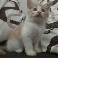 Syikin Hafiz profile icon