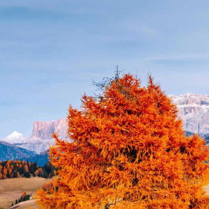 munirah rahim profile icon