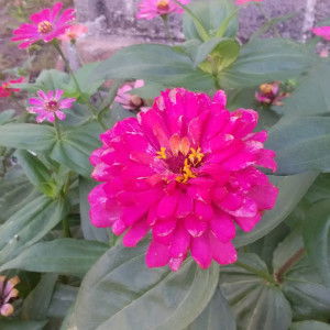 Umrotun nafi'ah profile icon