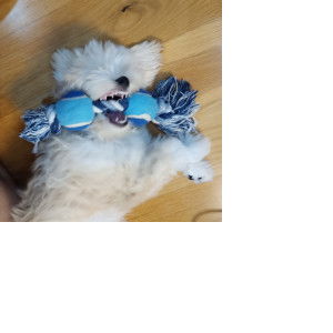 Dmay Inoue profile icon