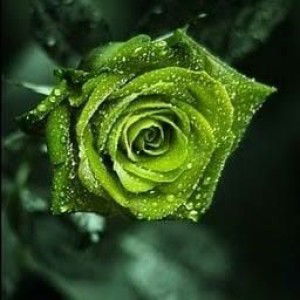 Nimas Cengkadayu profile icon