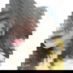 Pungping Ka profile icon