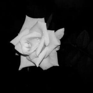 Lamthuy Nguyen profile icon