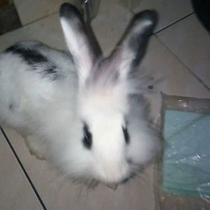 Dhona Fitria profile icon