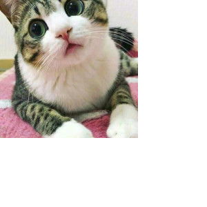 Pipi Ci Pidia profile icon