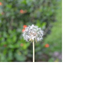 Retno Ayu Wulandari profile icon