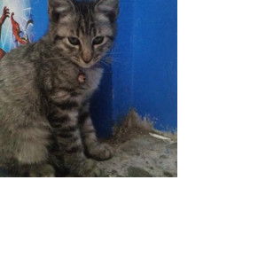 ummi Fadhilah profile icon