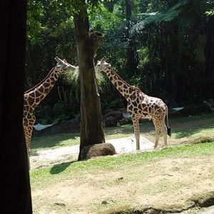 Nana Dhamayanti profile icon