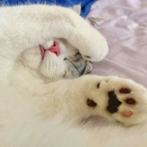 nadiatus shaleha profile icon