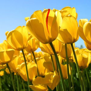 bra zir profile icon