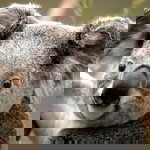 Nurul liayana Ana profile icon