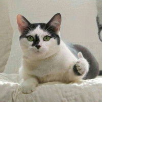 Sayyidah Fathimah profile icon