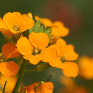 Ummu 'Imran profile icon