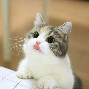 Risma Heskilia profile icon