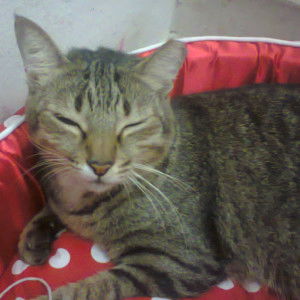 happygirl Ess profile icon