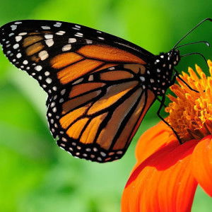 Syeda Fatima Hassan profile icon