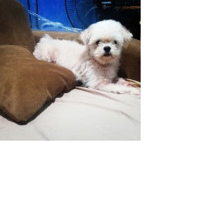 Zia Tipmud profile icon