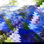 Lieya Amiera profile icon