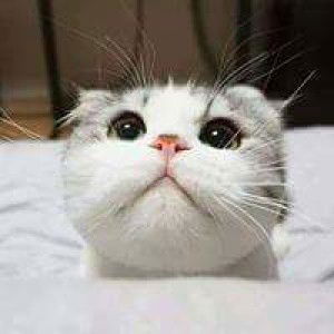 Ilyani Asyiqin profile icon