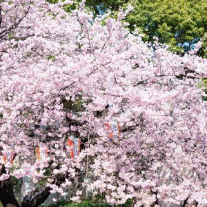 Ameba Jung profile icon