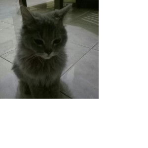 mami mami muda profile icon