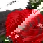sharifah nurasfia profile icon