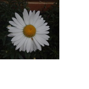 Irma Yuliani profile icon