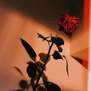 Lia Nurmalia profile icon