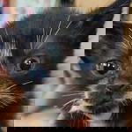 Hayati Haddy profile icon