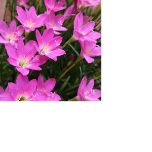 A'Aoy Supattar profile icon