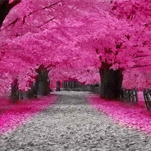 Elisa Irawati profile icon