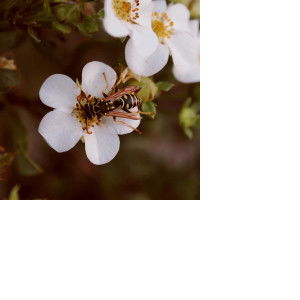 fareemom profile icon