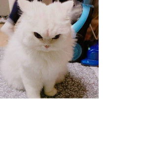 haznifa Aziy profile icon