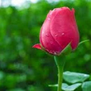 Khosiyah Rohman profile icon