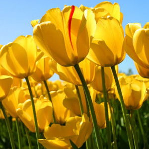 dedek kurniati profile icon