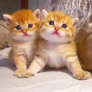 Siti Nurhasanah profile icon