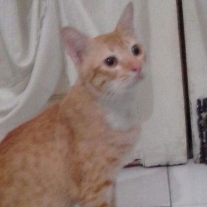 Amelyalubis profile icon