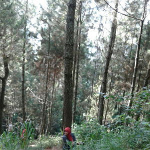 pohon abu profile icon