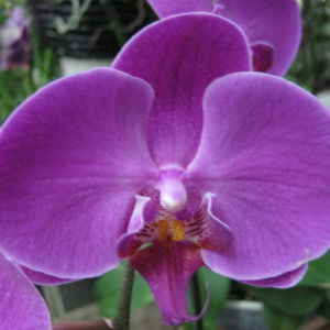 Nazri Manaf profile icon