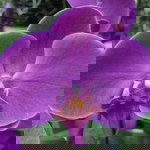 Nazri Manaf profile icon