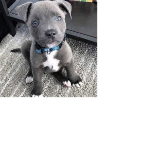 rirawanjande profile icon