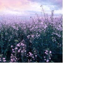 makkaronee profile icon