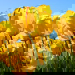 Neung lemon profile icon