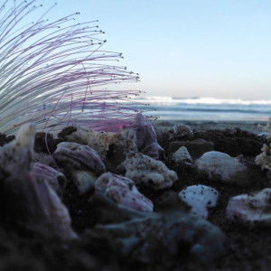 anak bungsu profile icon