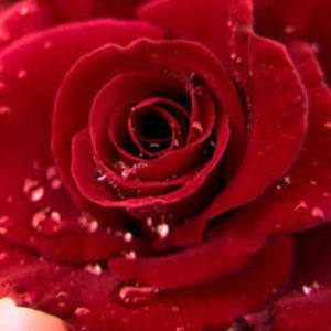 sinta zept profile icon